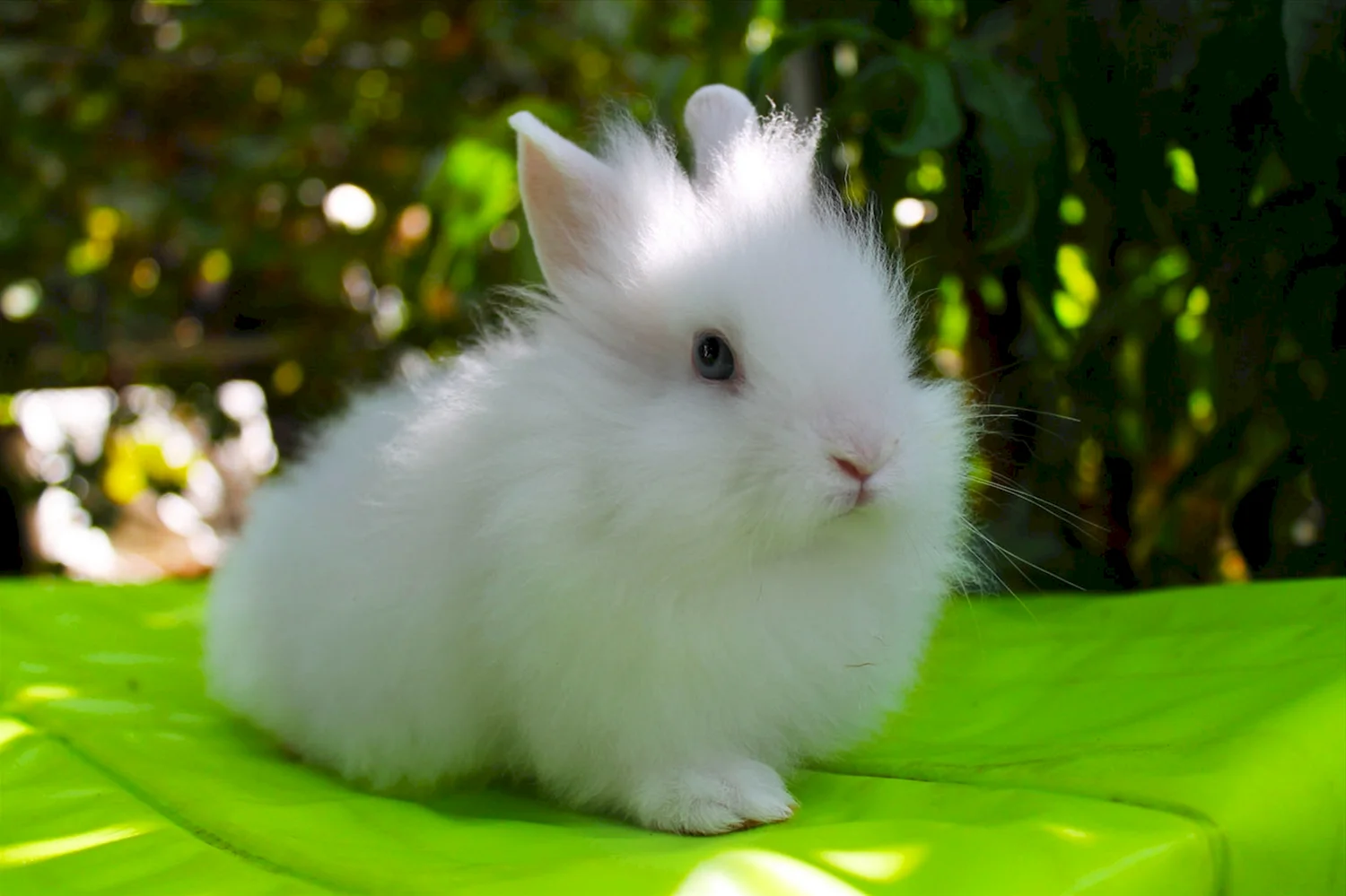 Кролик Пигмей белый