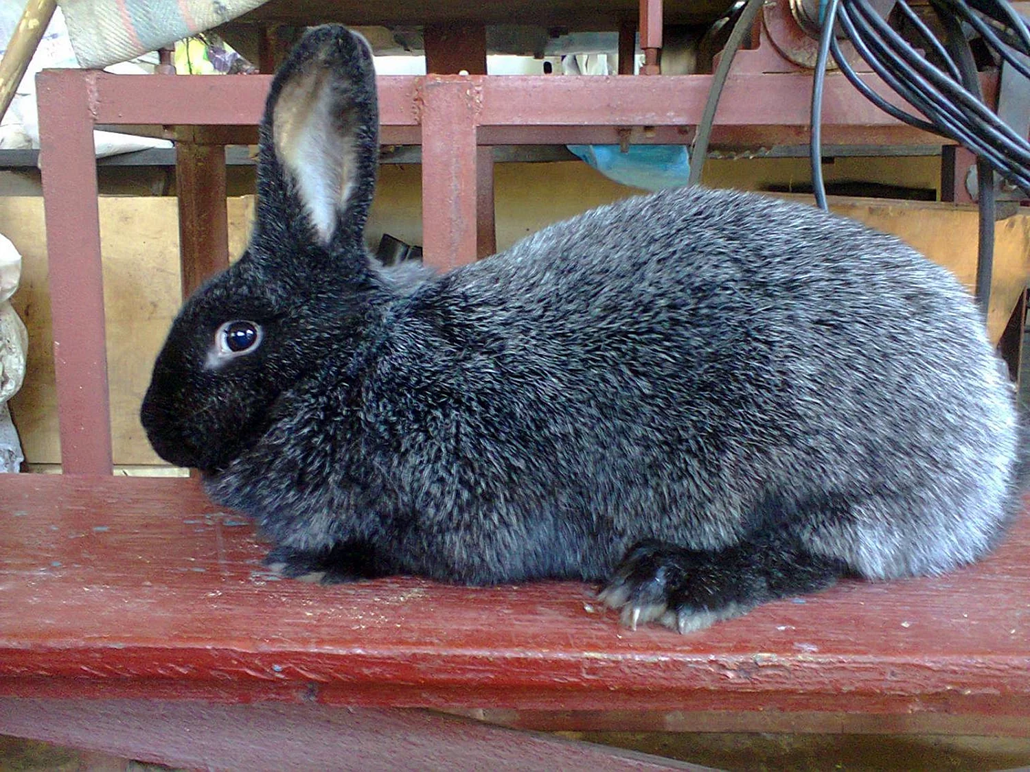 Кролик Полтавской серебро