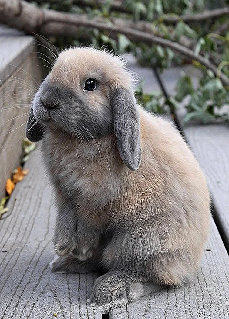 Кролик порода Mini lop