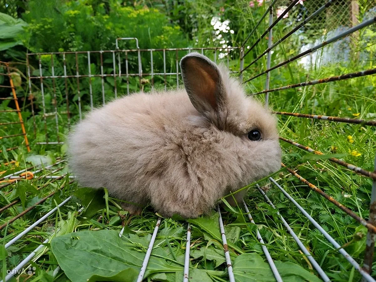Кролик порода Минилоп