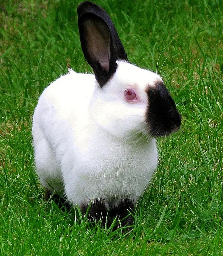 Кролик породы горностаевый (калифорнийский)