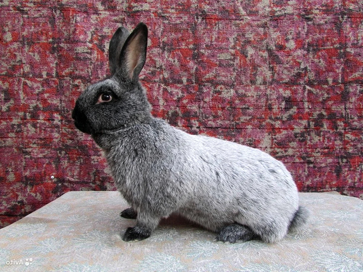 Кролик породы серебристый