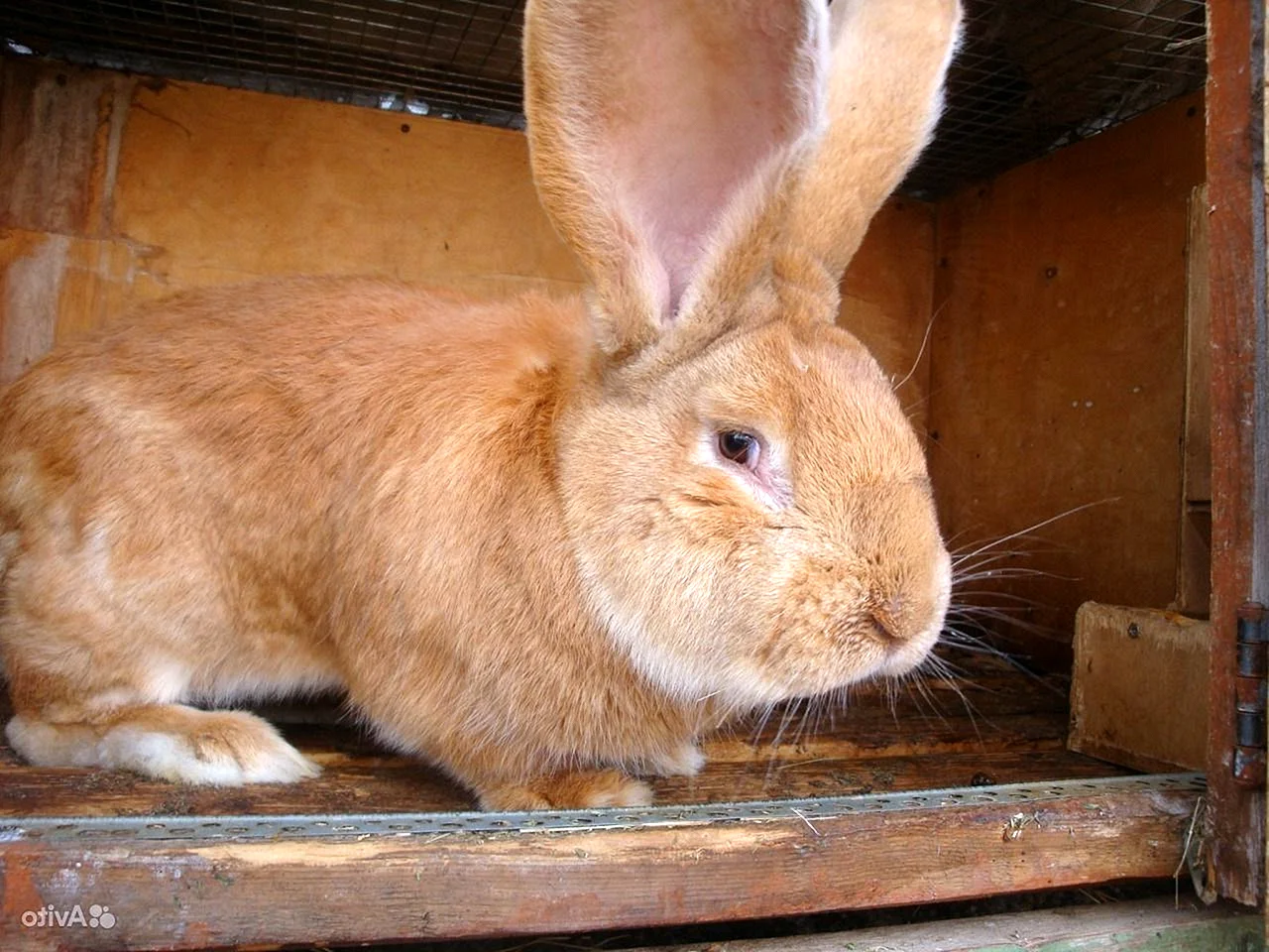 Кролик Ризен агути