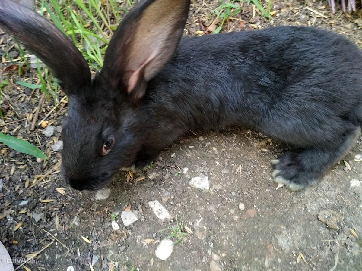 Кролик Ризен черный