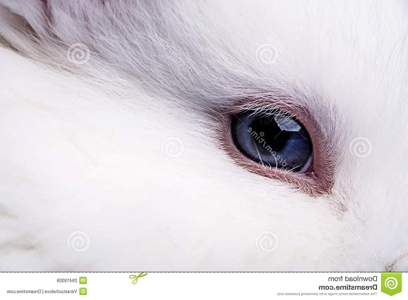 Кролик с голубыми глазами