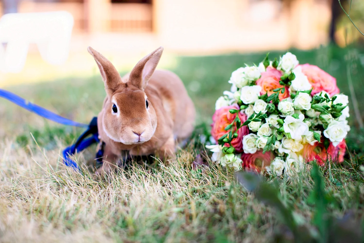 Кролик с цветочком