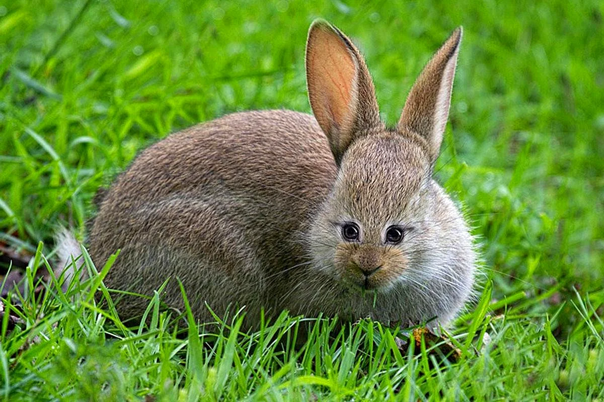 Кролик спереди