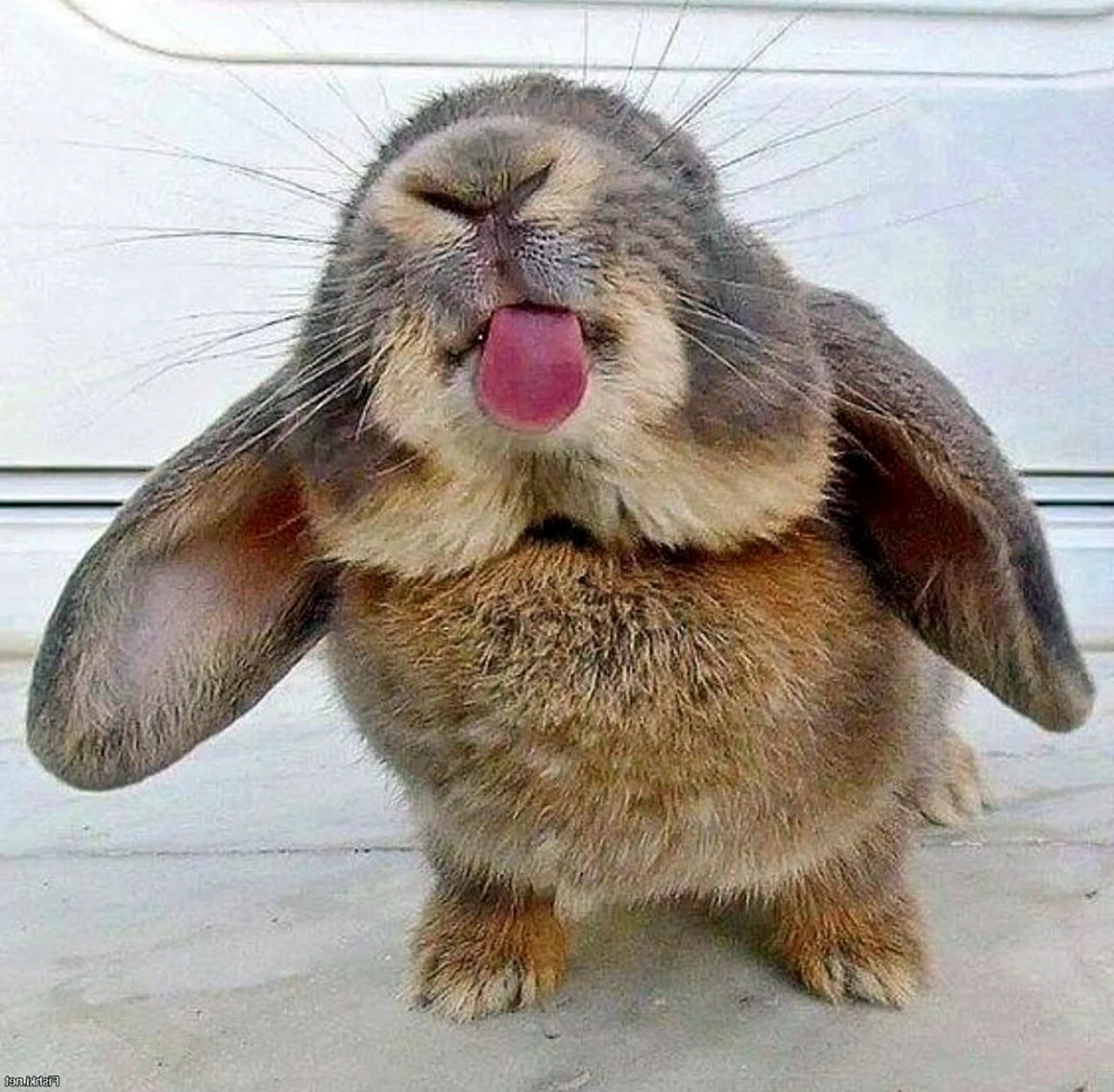 Кролик улыбается