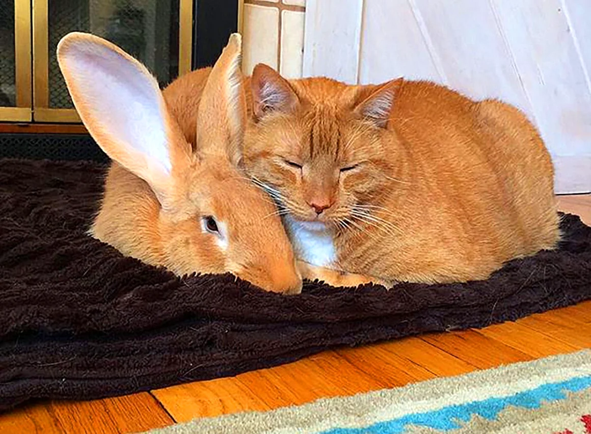 Кролик Уоллес и кот Гас