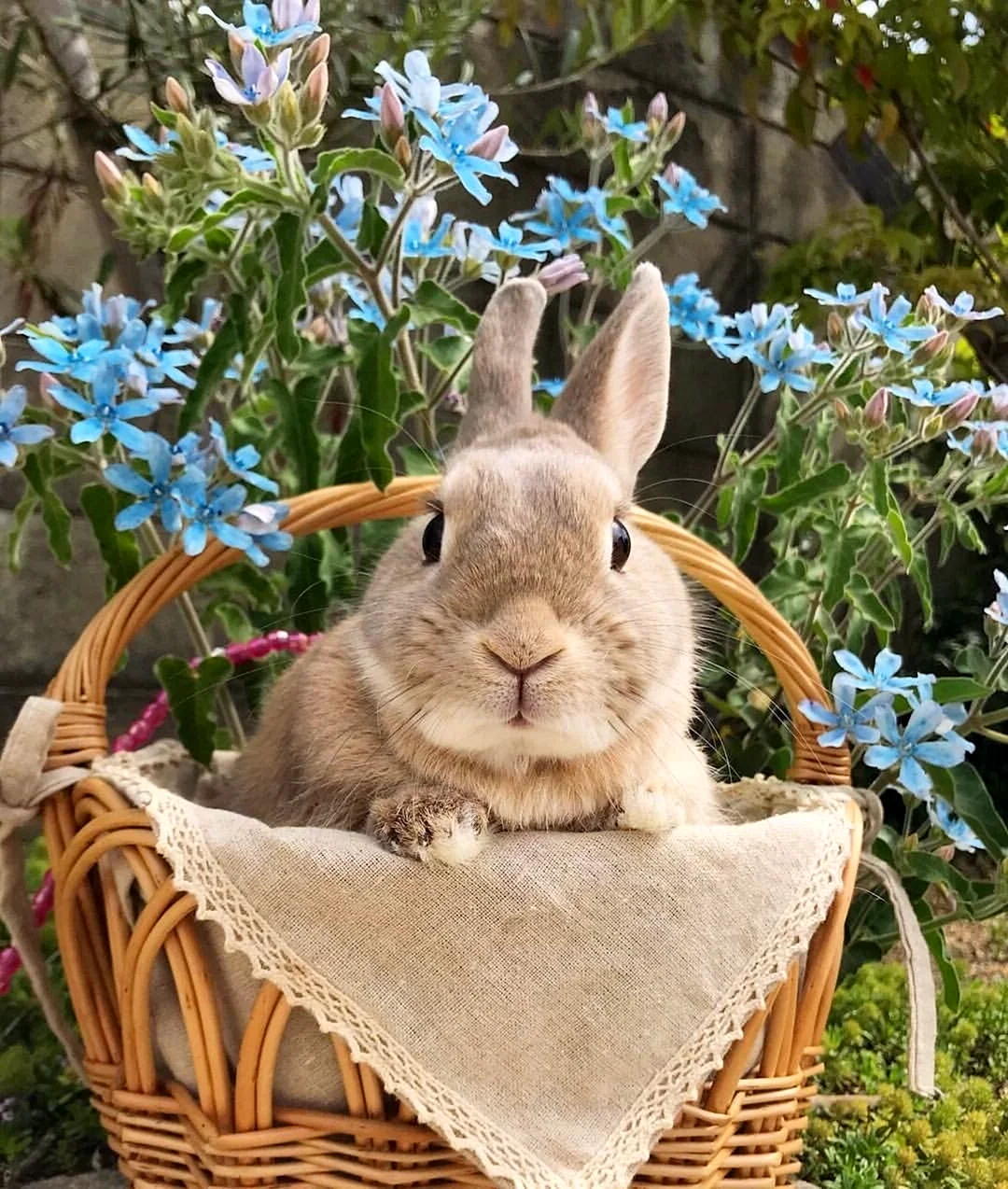 Кролик в корзинке