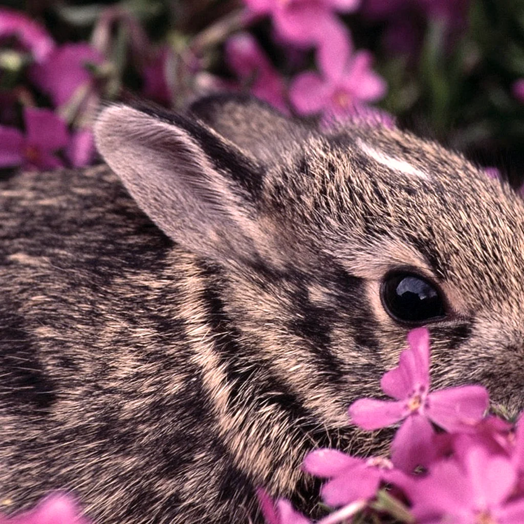 Кролик в розовых цветах