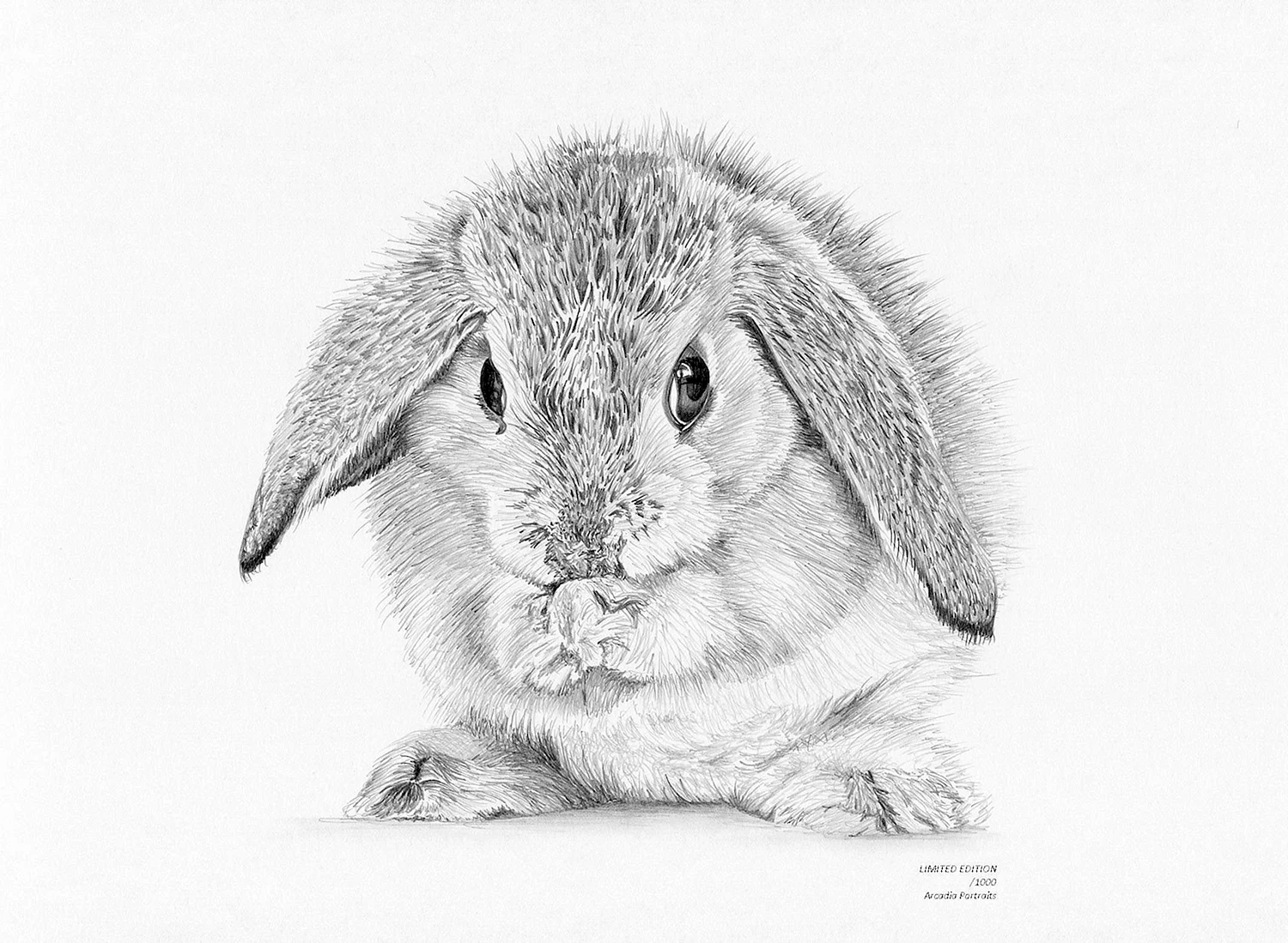 Кролик вислоухий карандашом