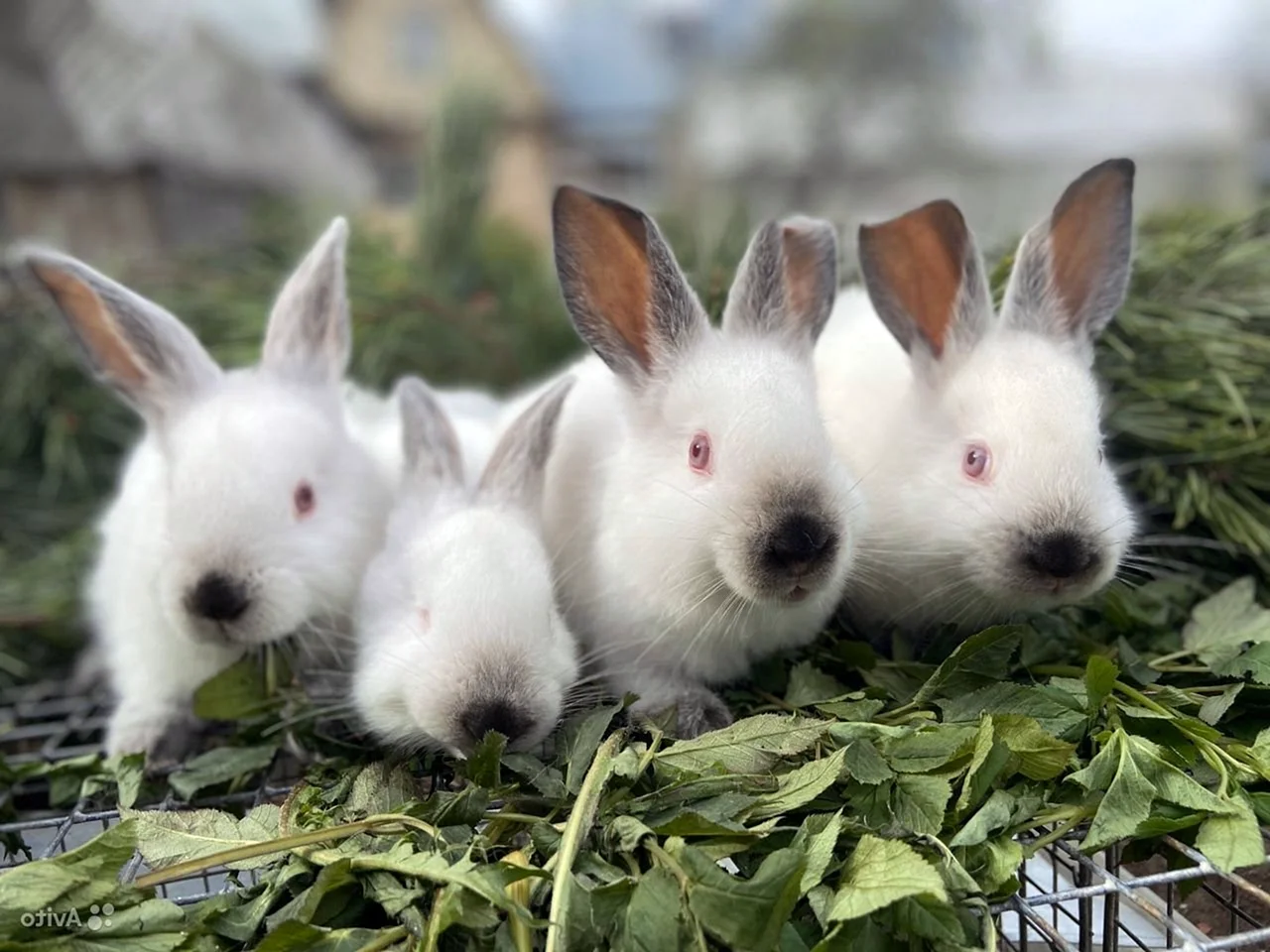 Кролики Аляска калифорнийский