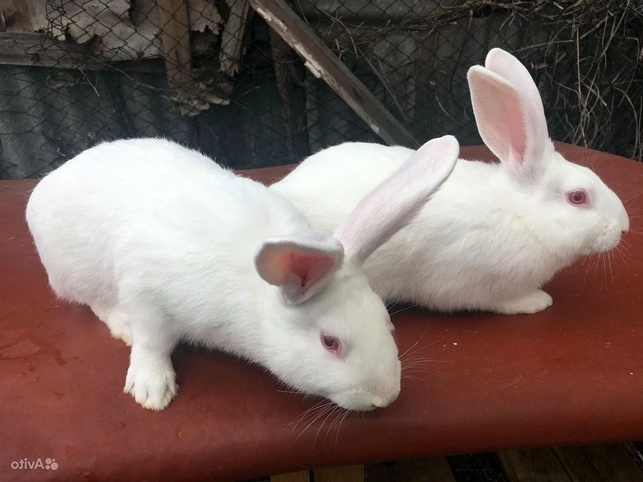 Кролики белый панон в Крыму