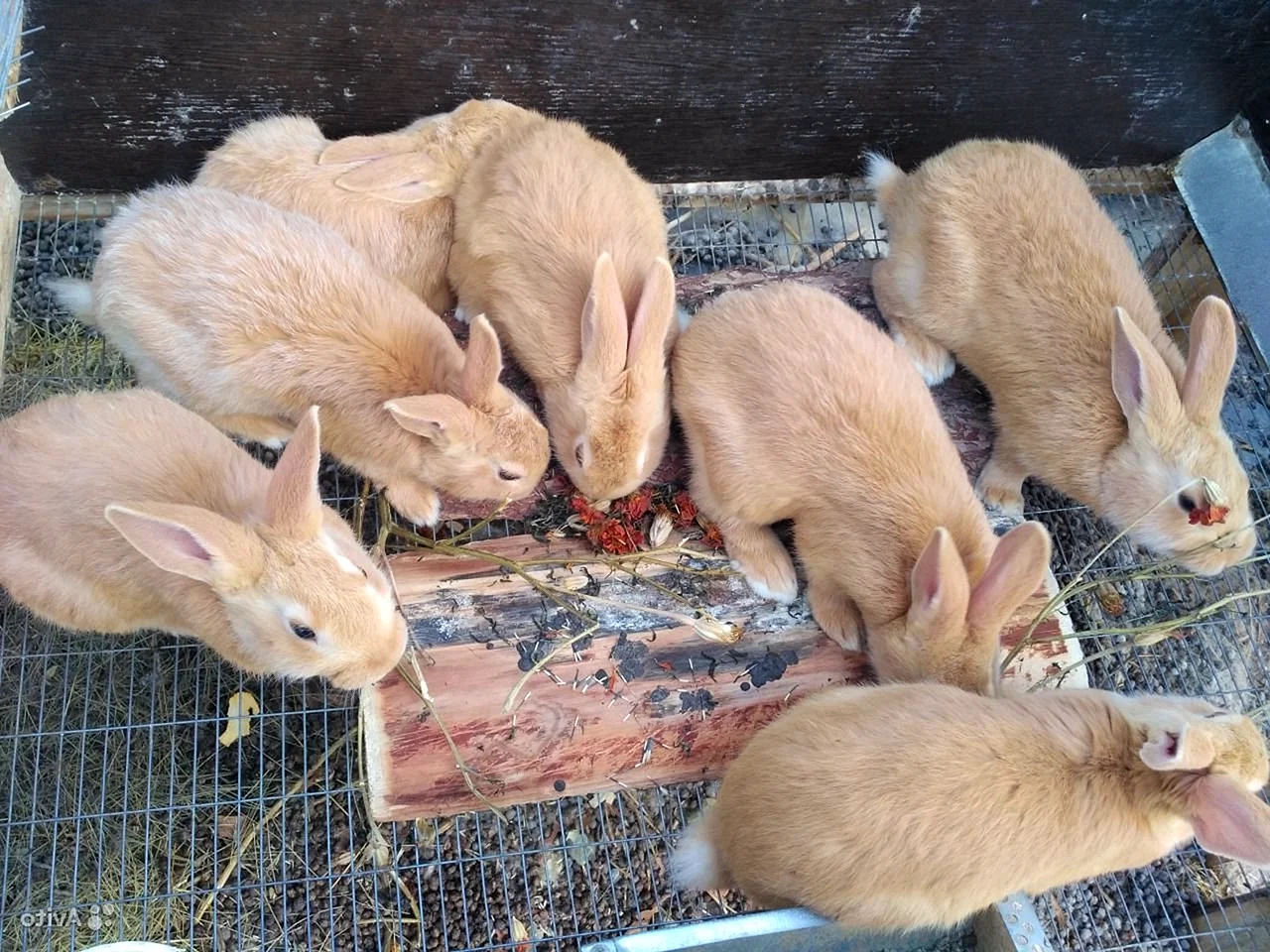 Кролики бургундцы 3х месячный