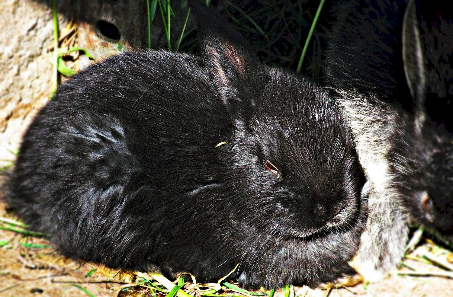 Кролики домашние черные