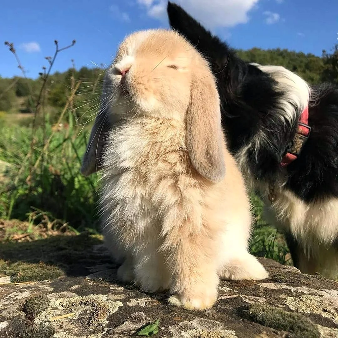 Кролики любовь