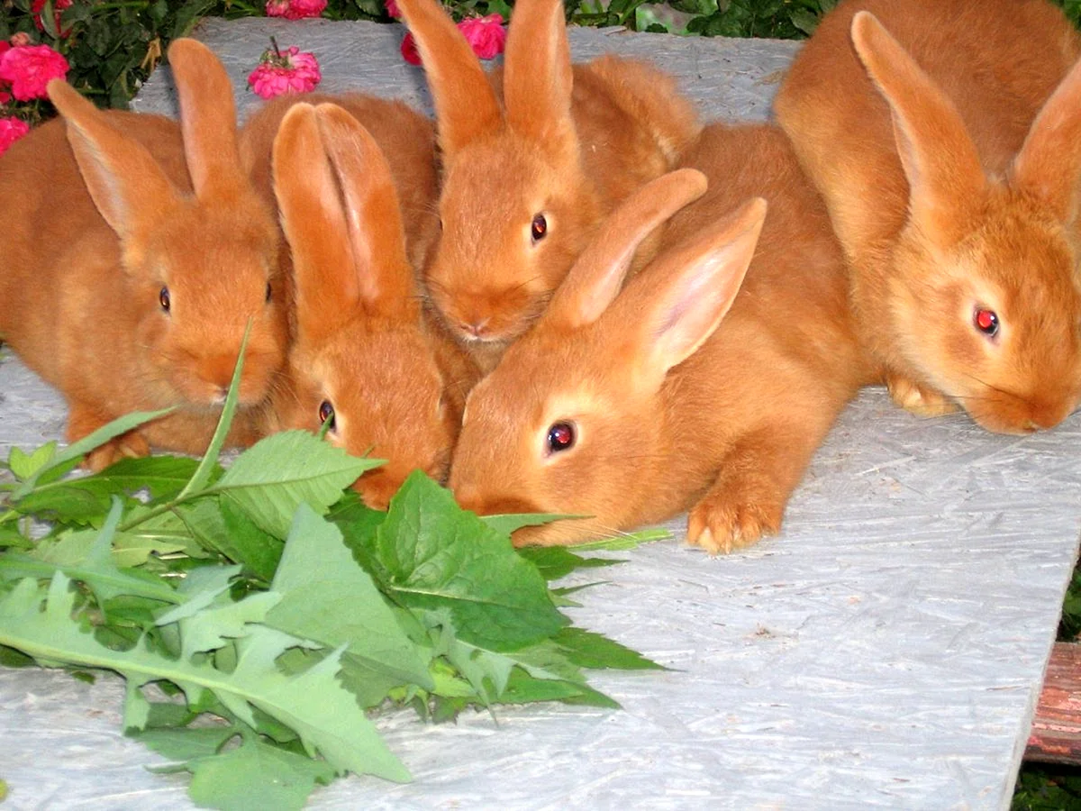 Кролики мясных пород Бургундские
