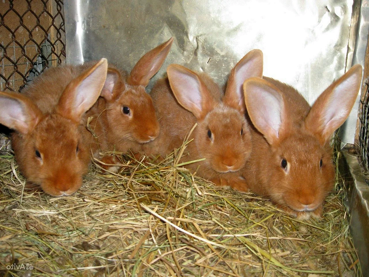 Кролики новозеландские бы