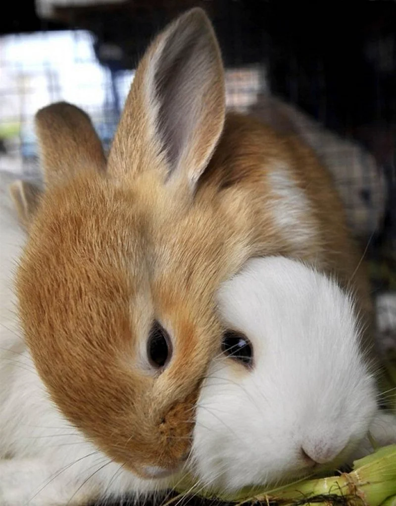 Кролики обнимаются