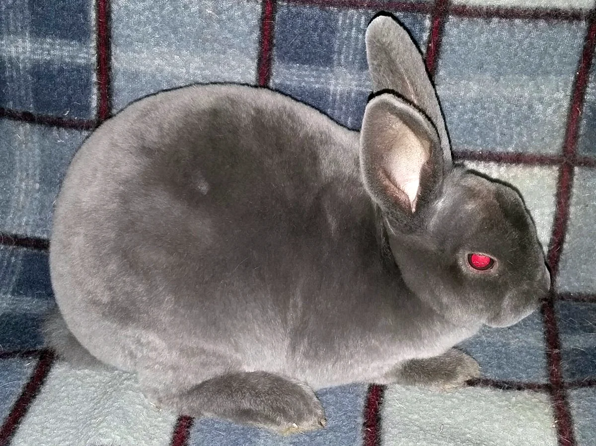 Кролики порода рекс Мардер