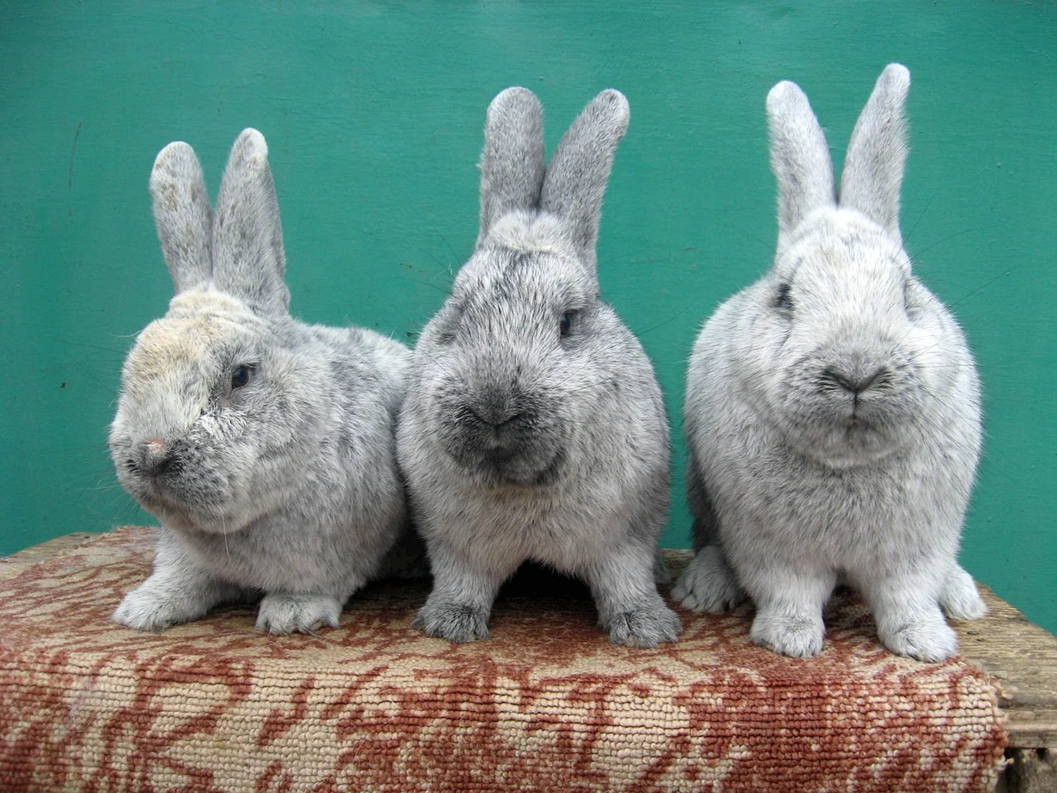 Кролики породы БСС