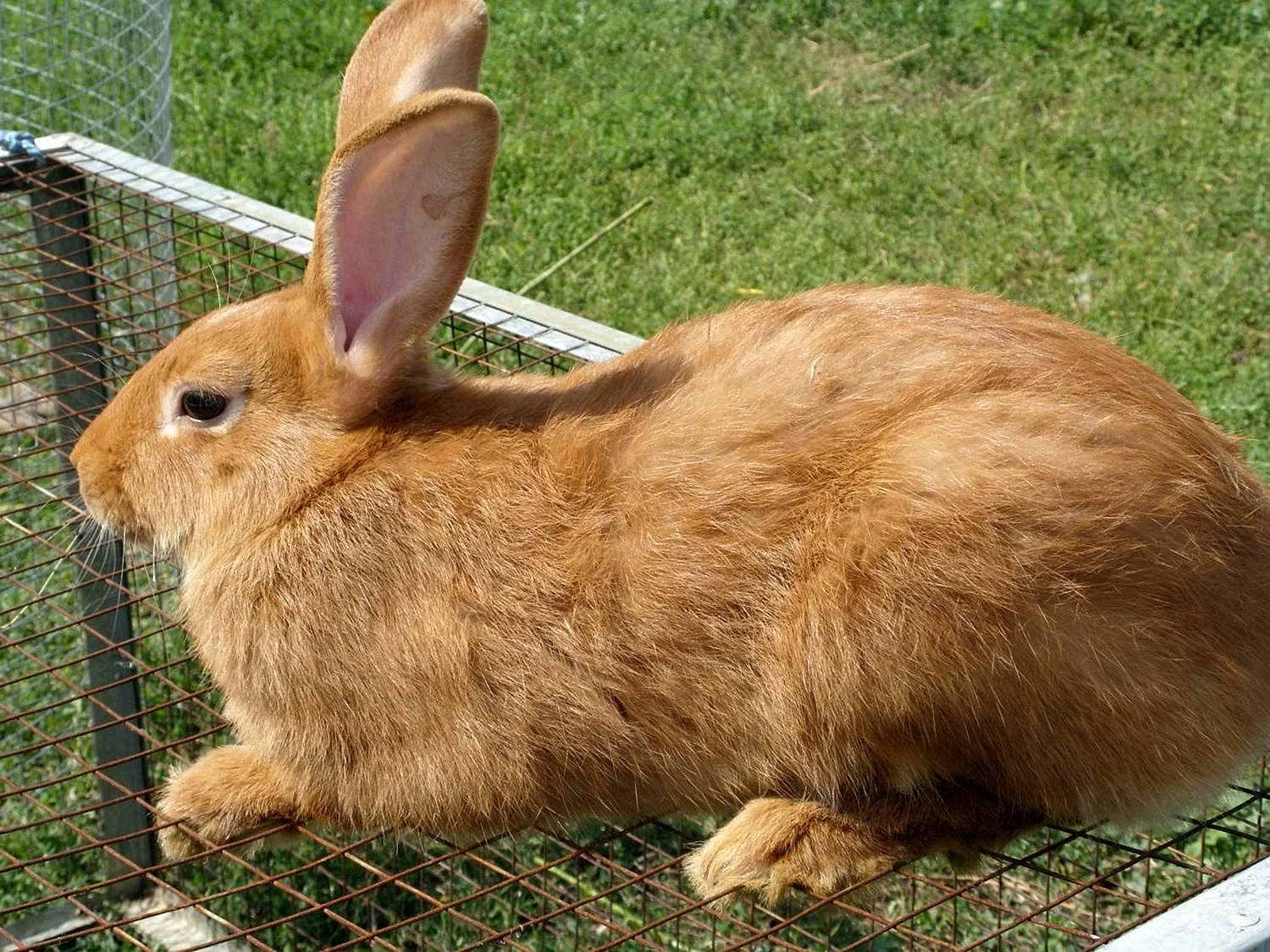 Кролики породы бургундцы