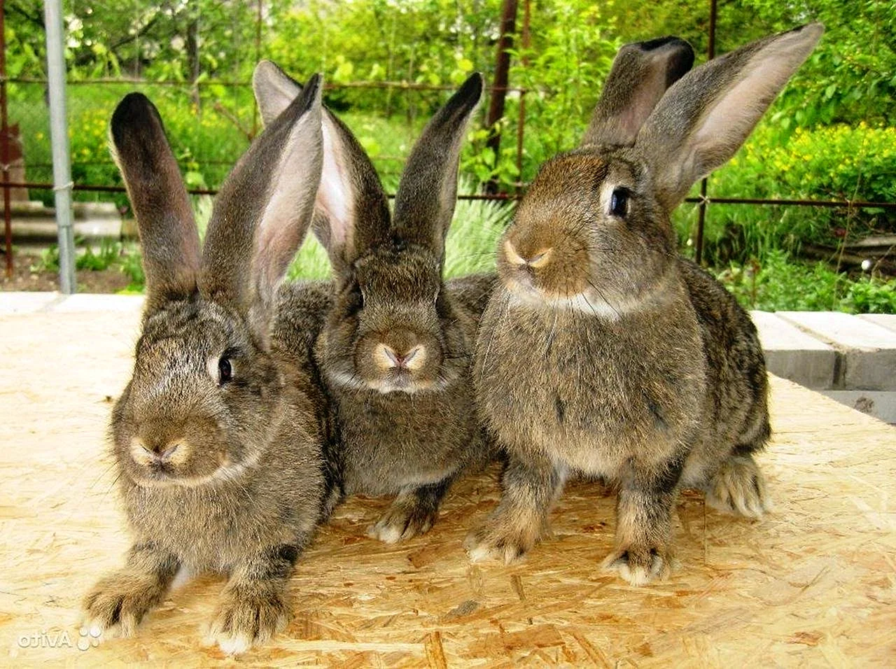 Кролики породы флауедер