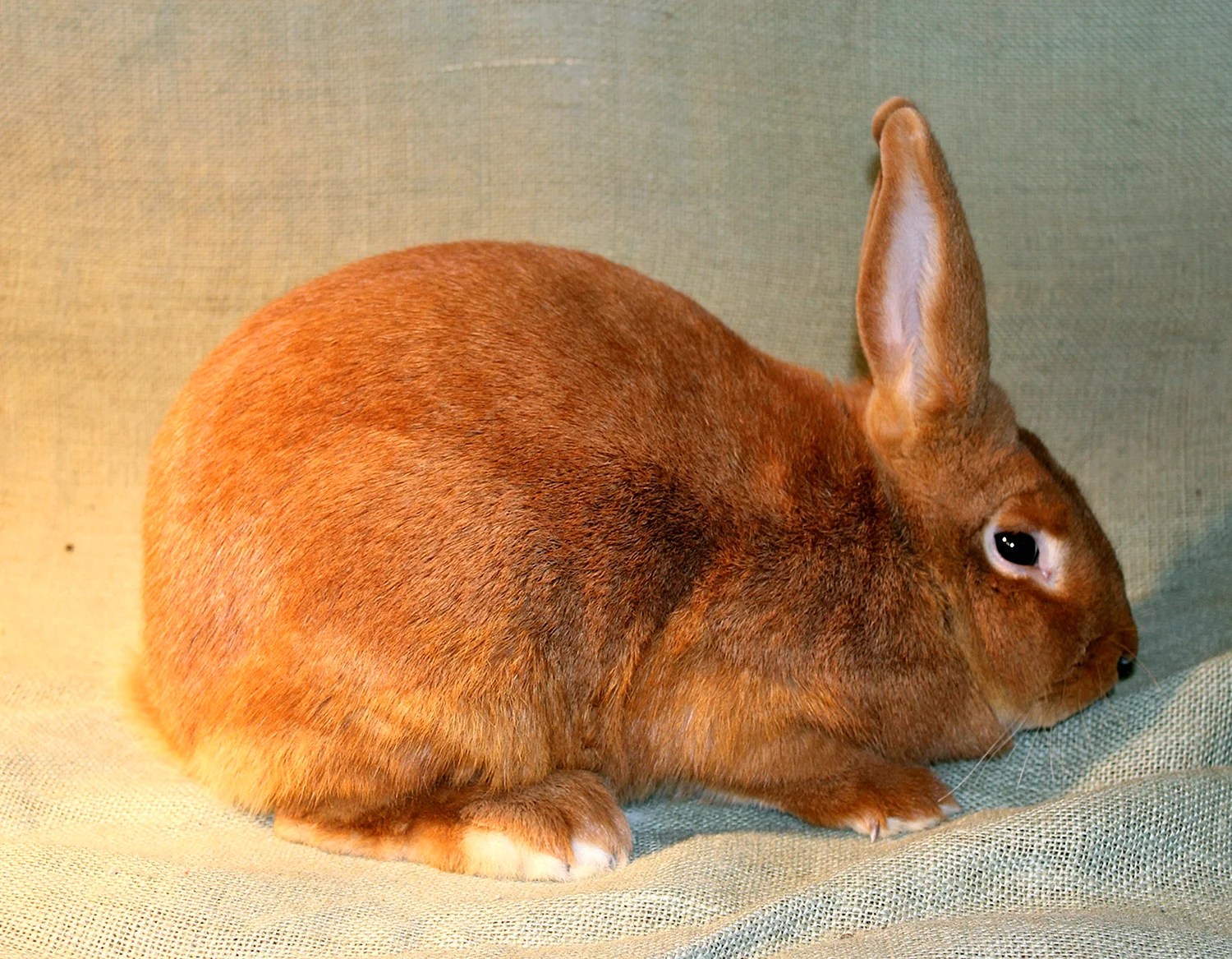Кролики породы новозеландская красная