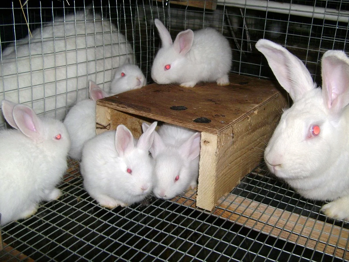 Кролики породы Паннон