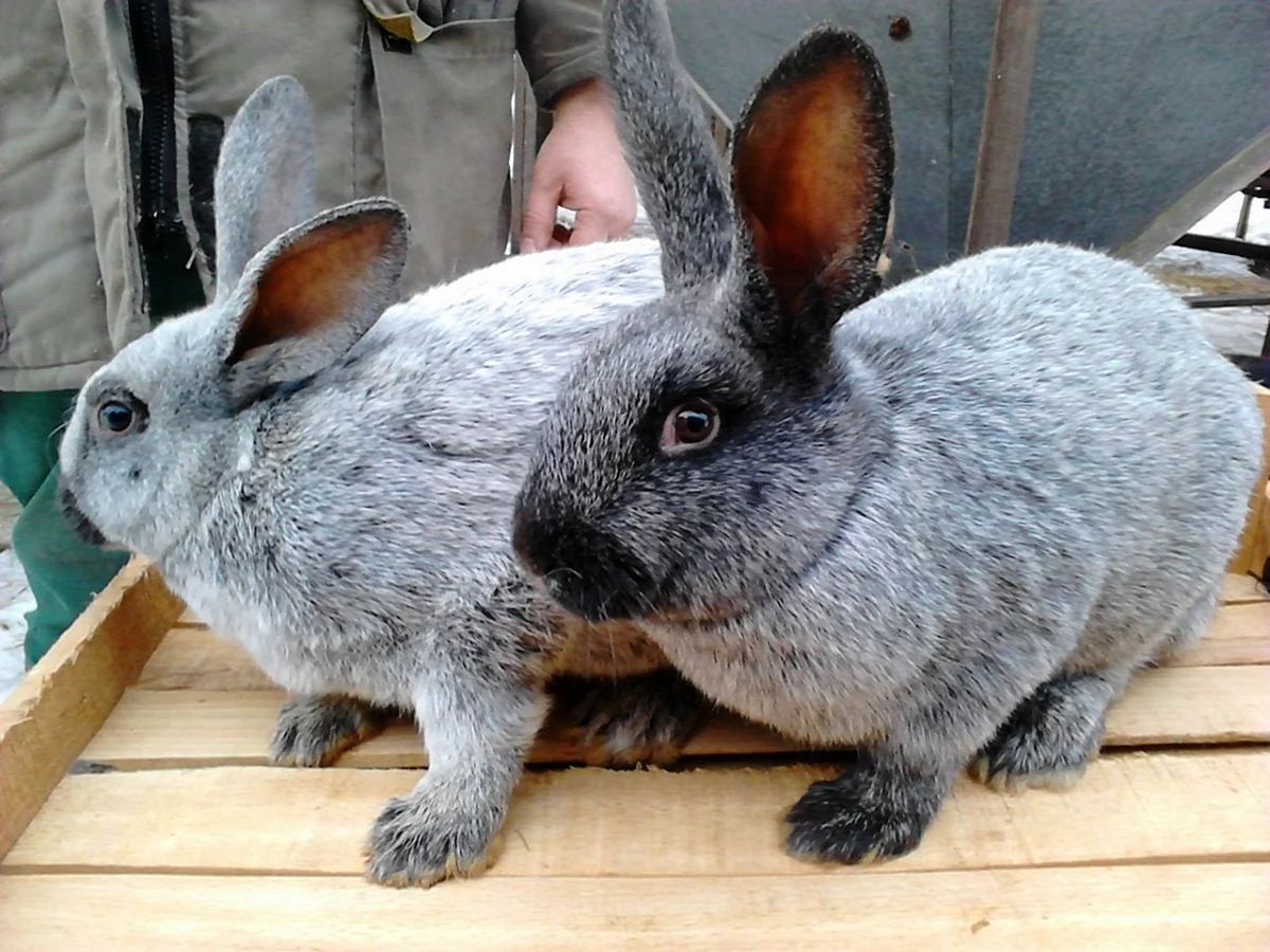 Кролики породы вуалево серебристый