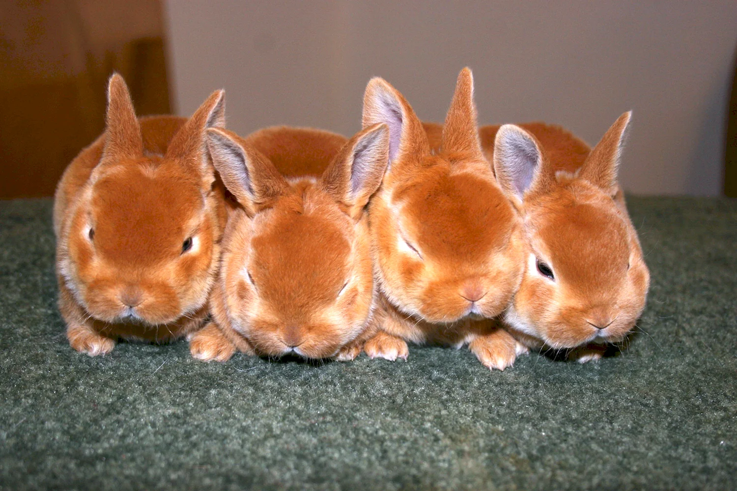 Кролики рекс раббит