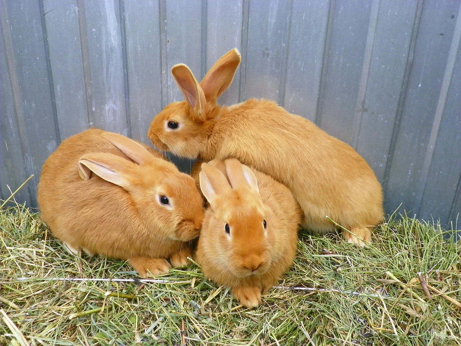 Кролики сельскохозяйственные породы
