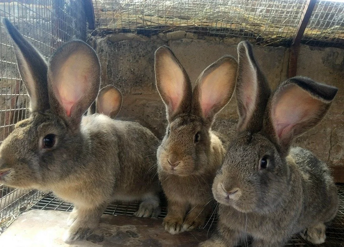 Кролики в Германии