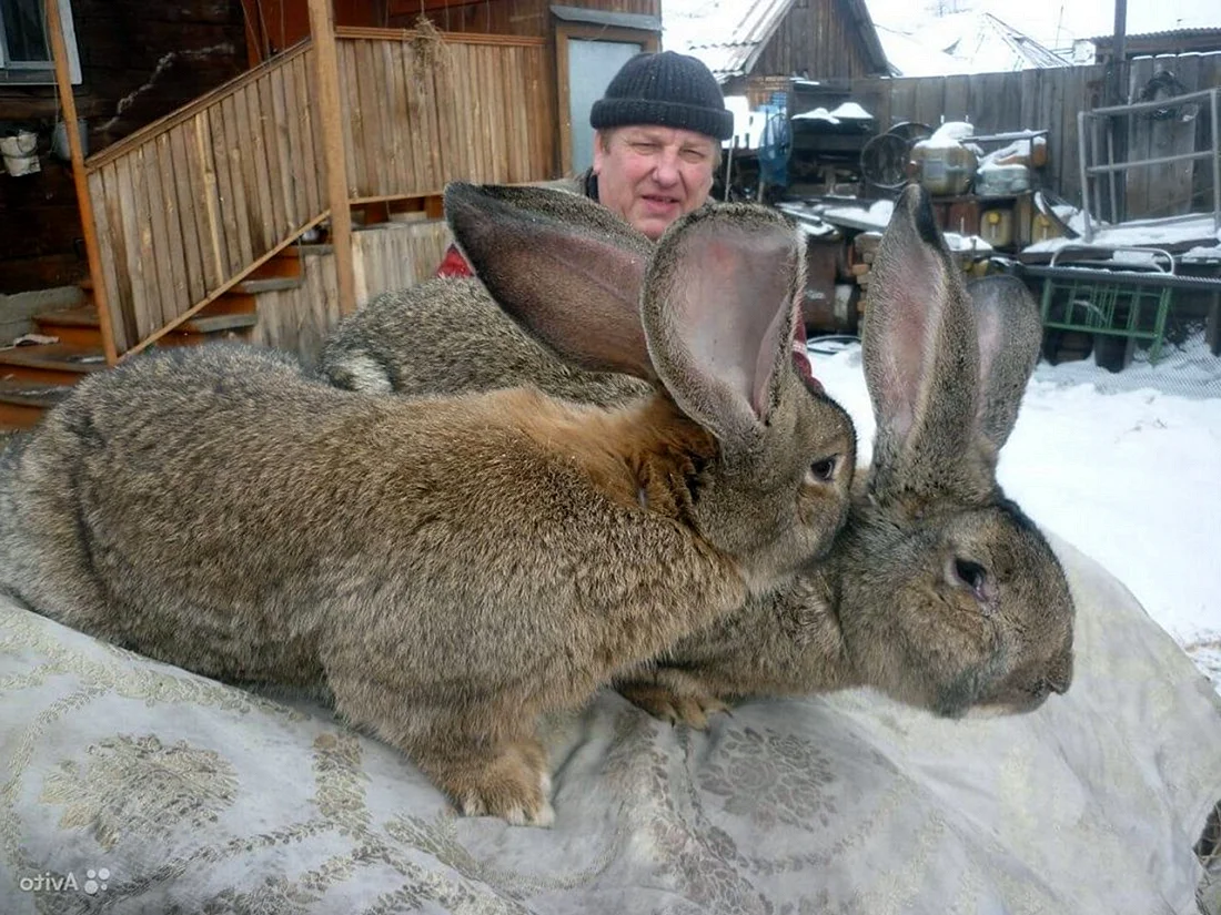 Кролики великаны породы Фландр