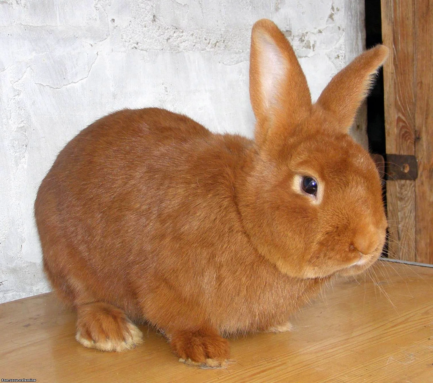 Кролл порода кролика