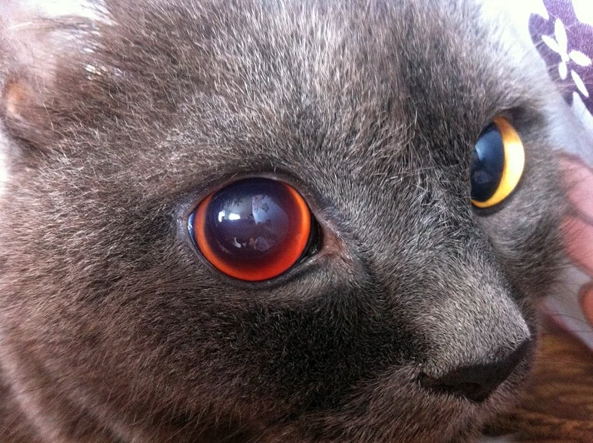 Кровоизлияние в глаз у кота