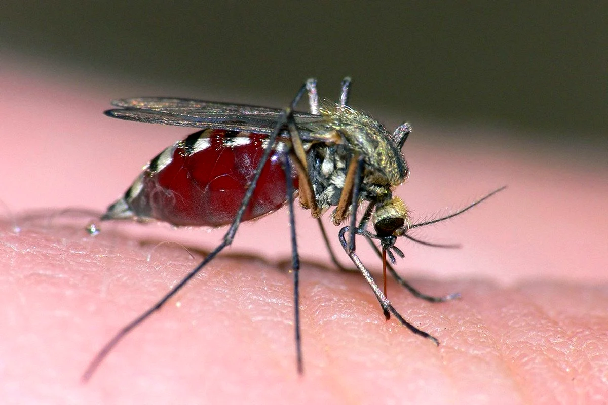Кровососущие комары кровососущие комары