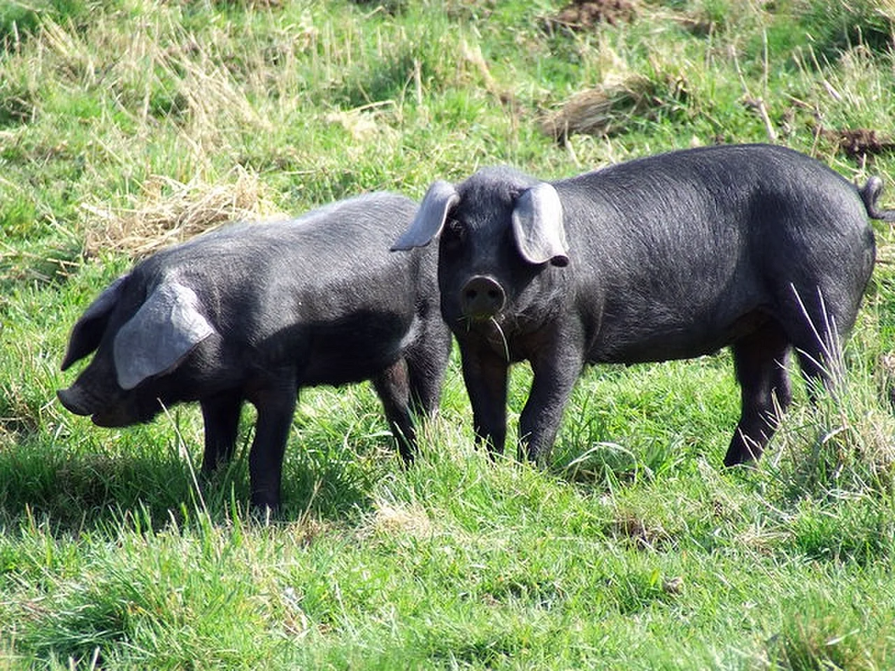 Крупная чёрная порода свиней