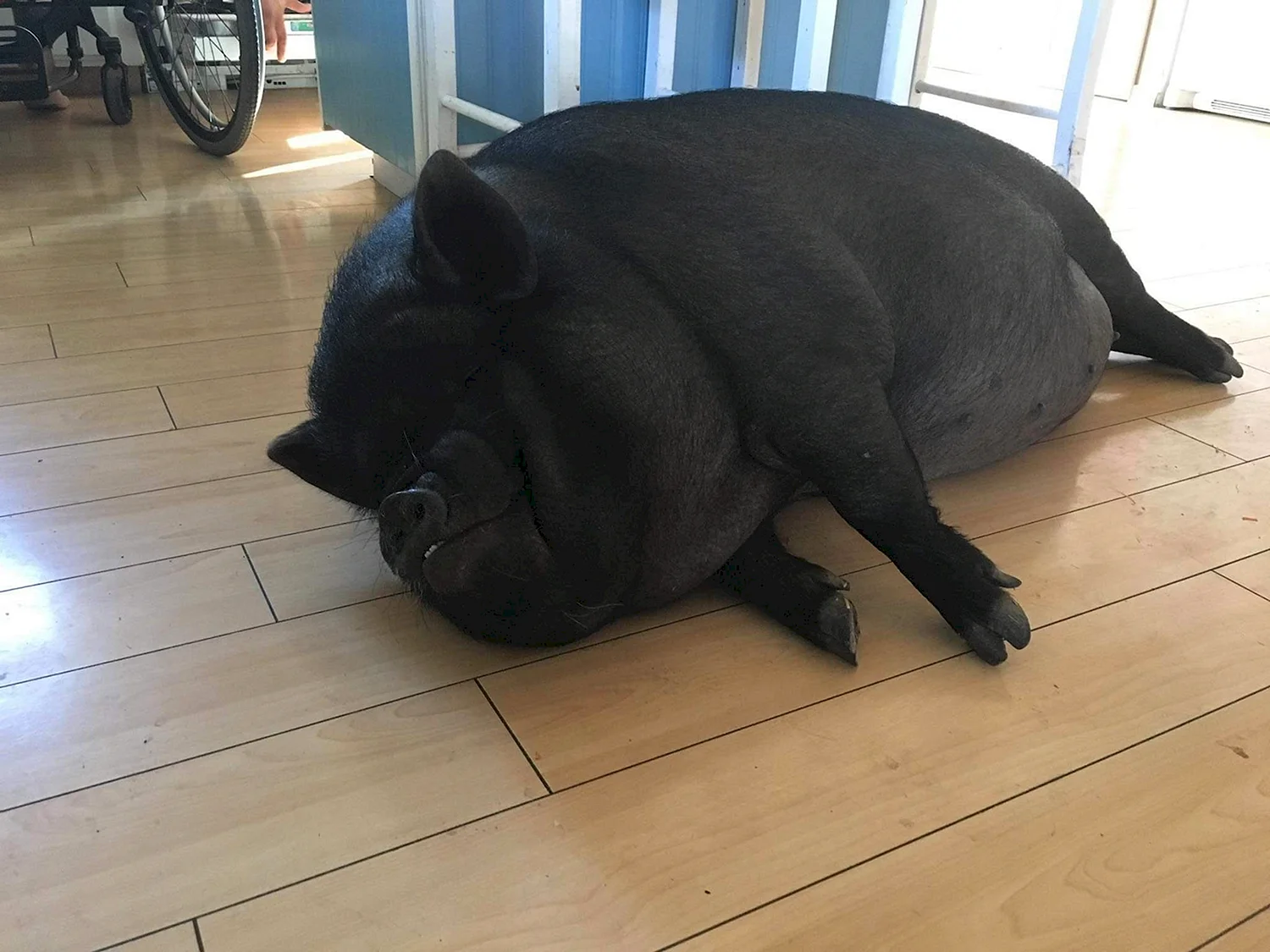 Крупная черная свинья