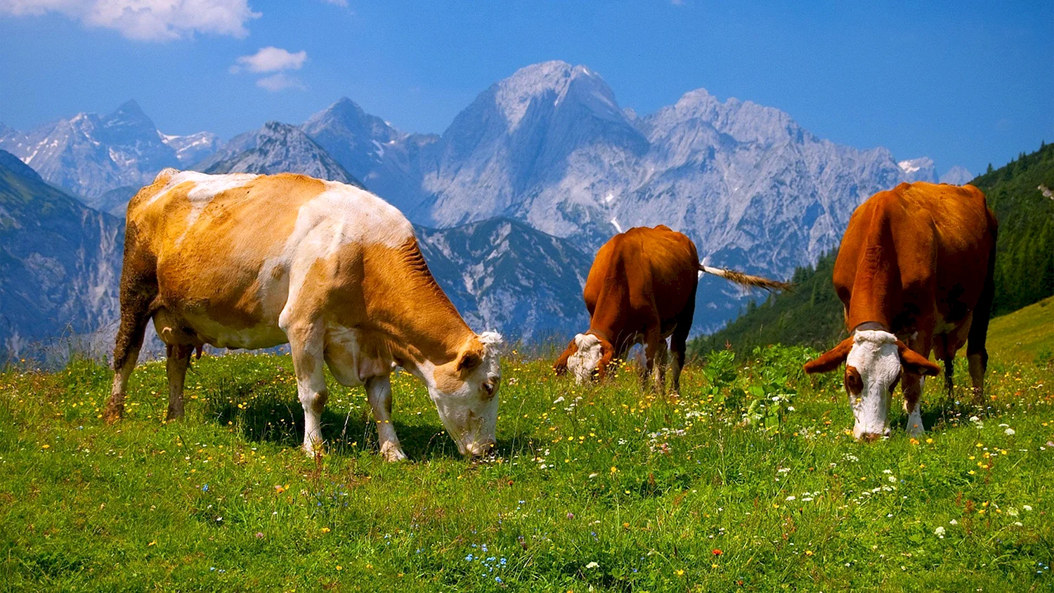 Крупнорогатый скот горный Алтай