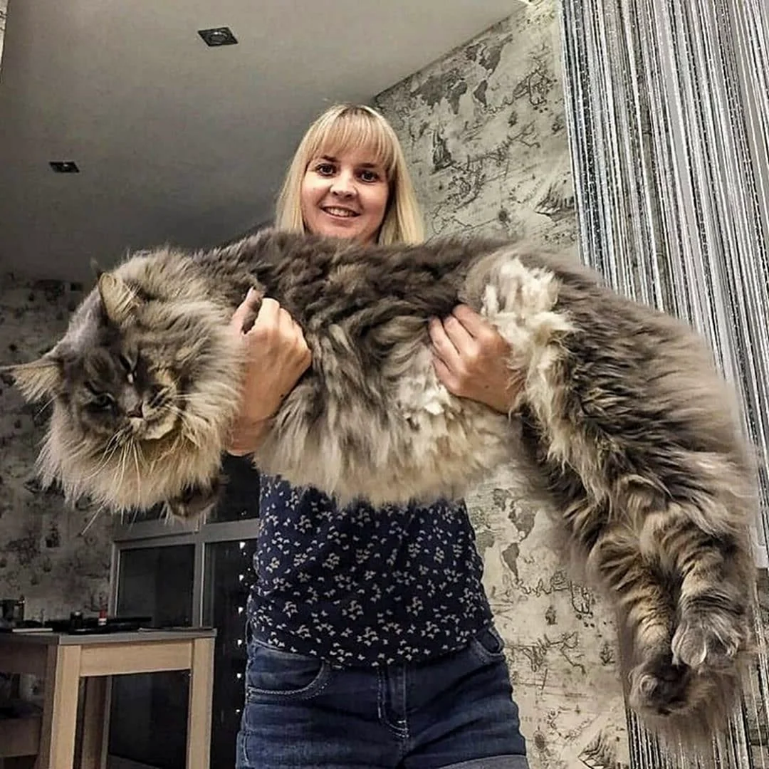 Крупные коты Мейн кун
