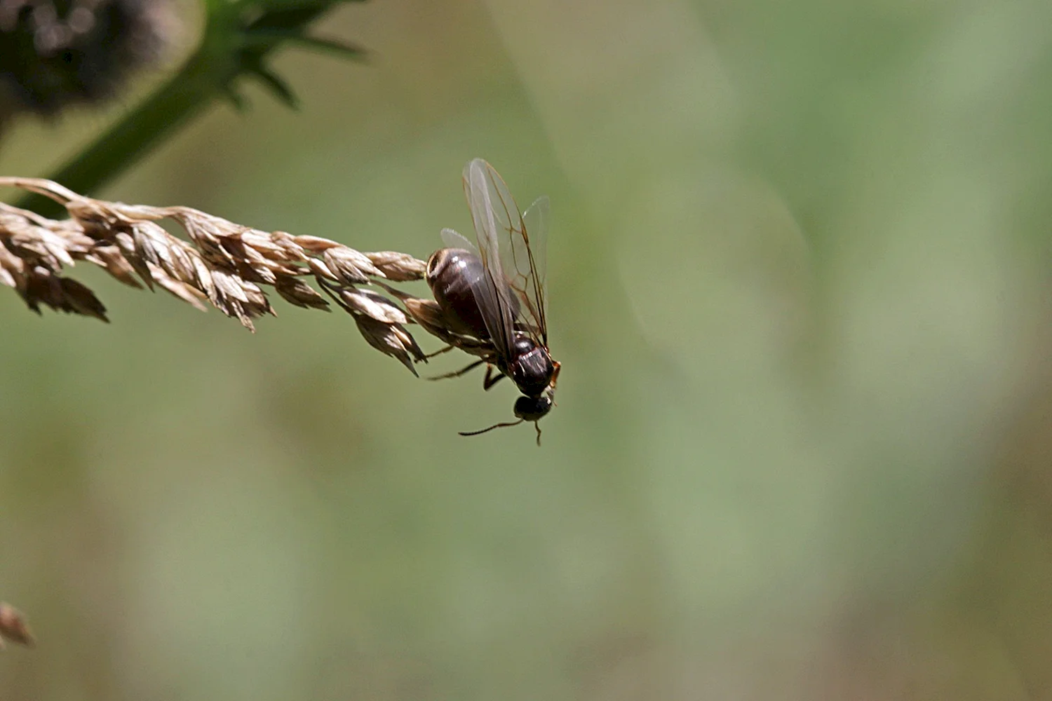 Крылатая самка муравья