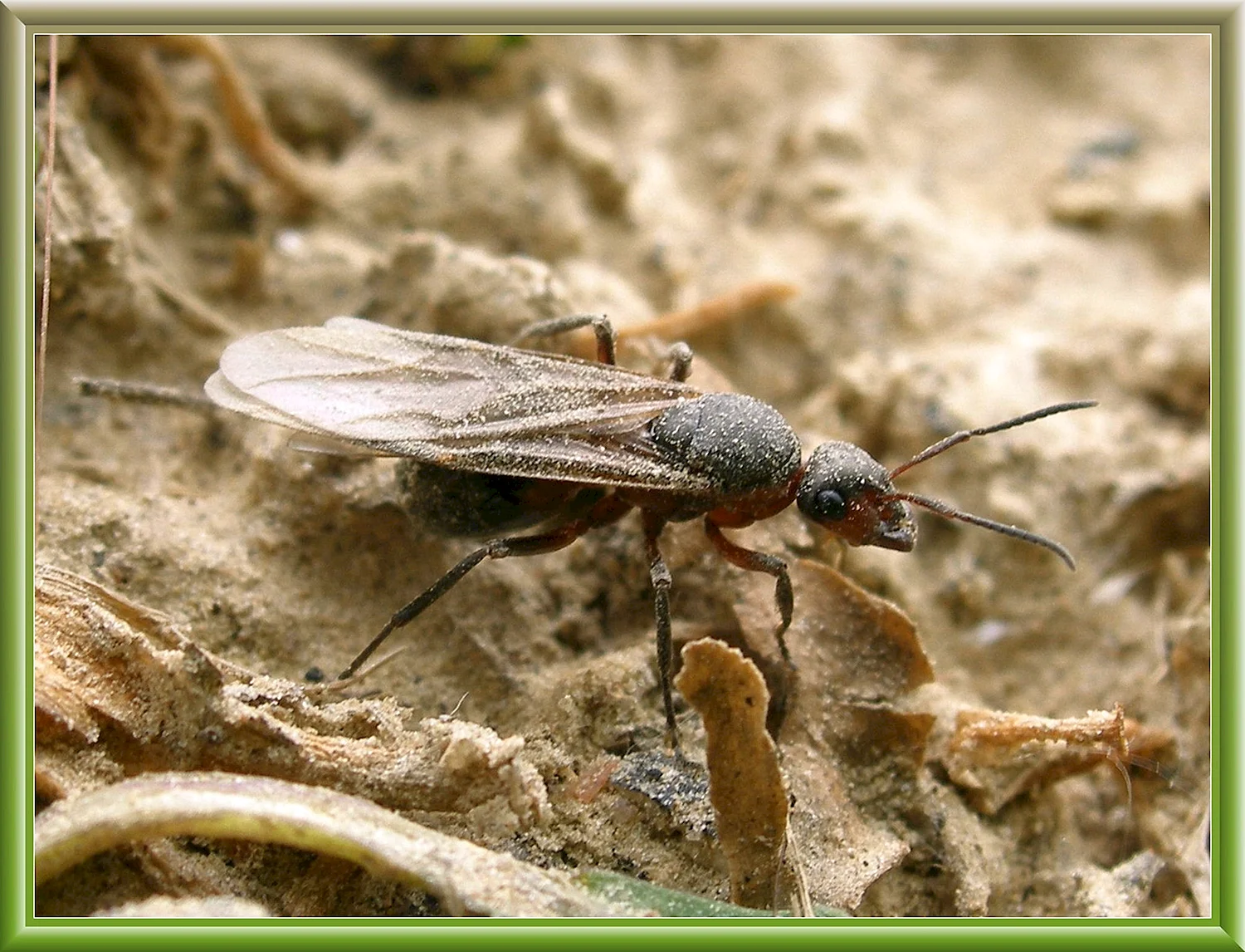 Крылатые муравьи