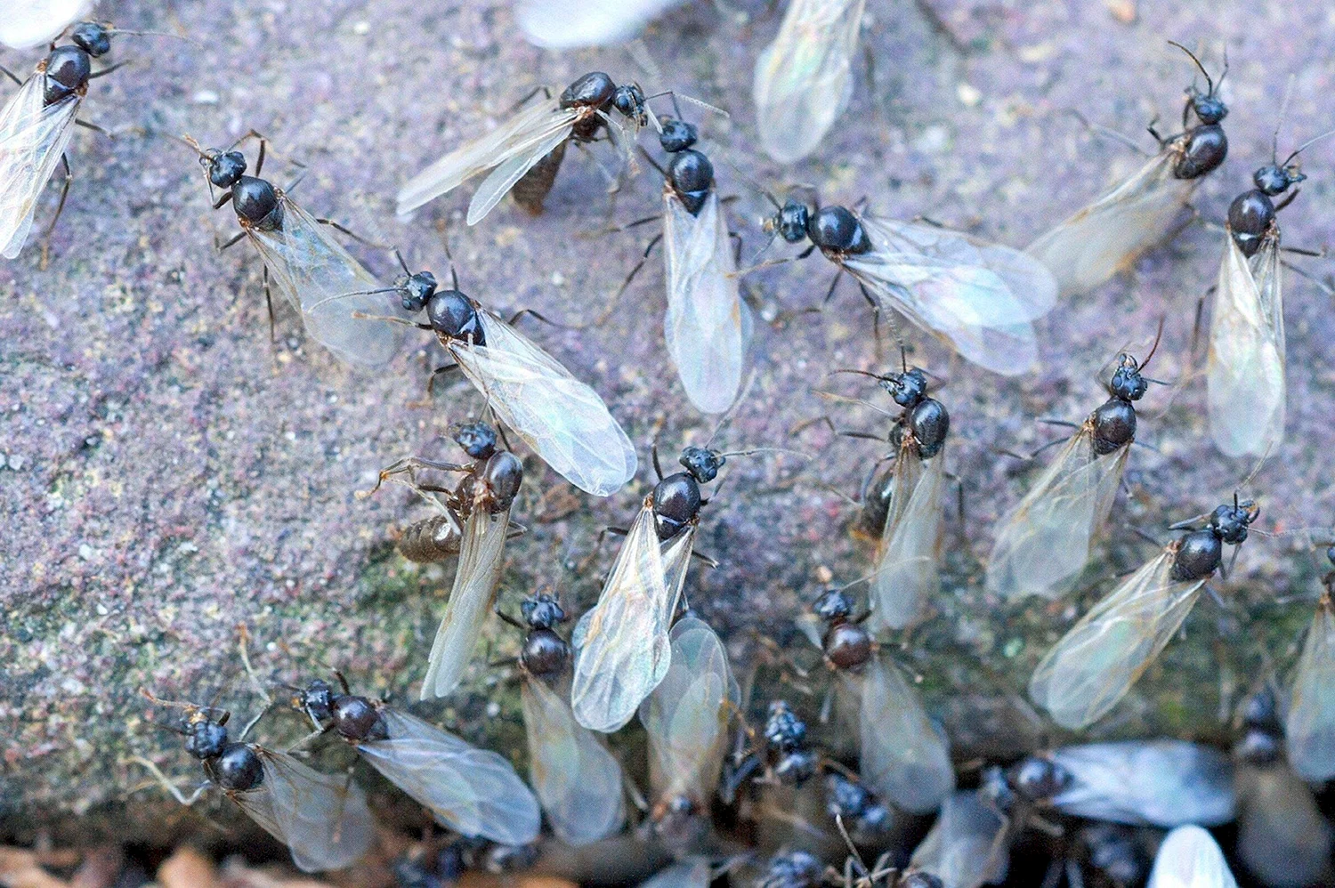 Крылатые муравьи на муравейнике