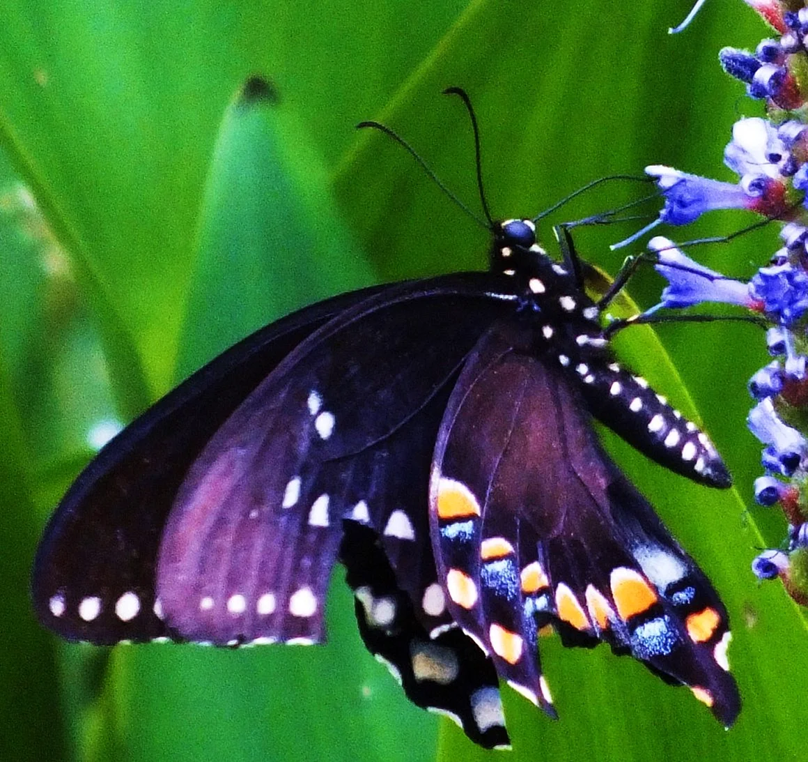 Крылья бабочки фиолетовые