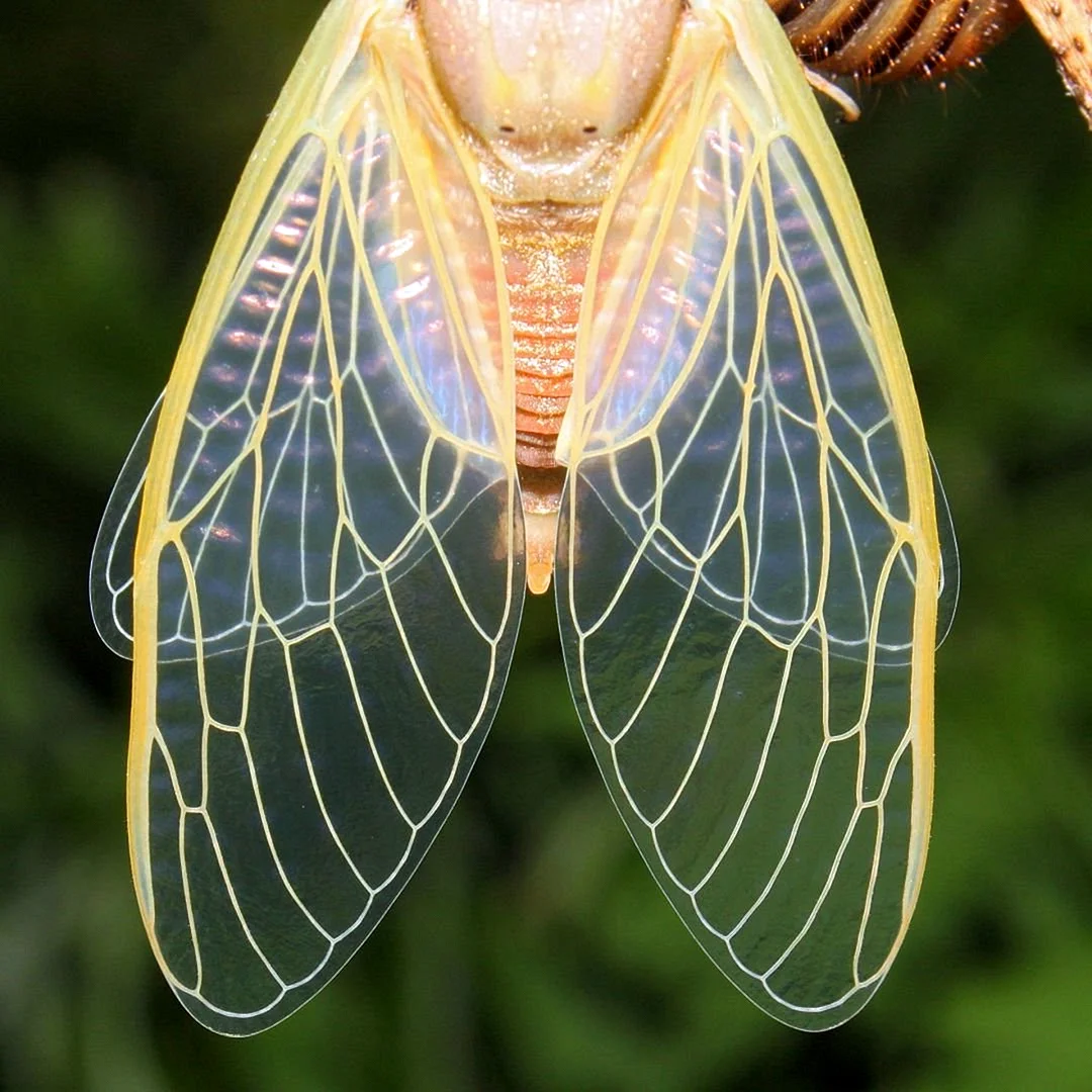 Крыло мухи цикада