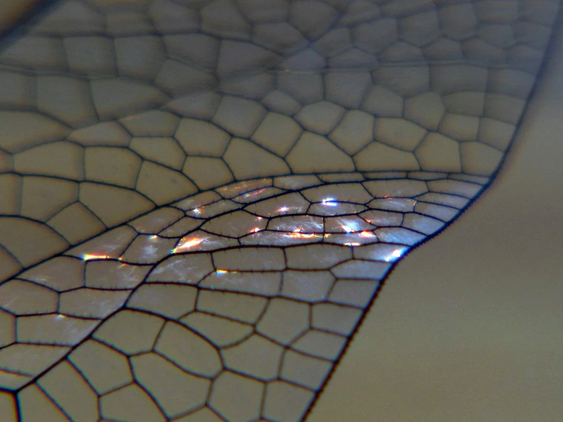 Крыло Стрекозы под микроскопом