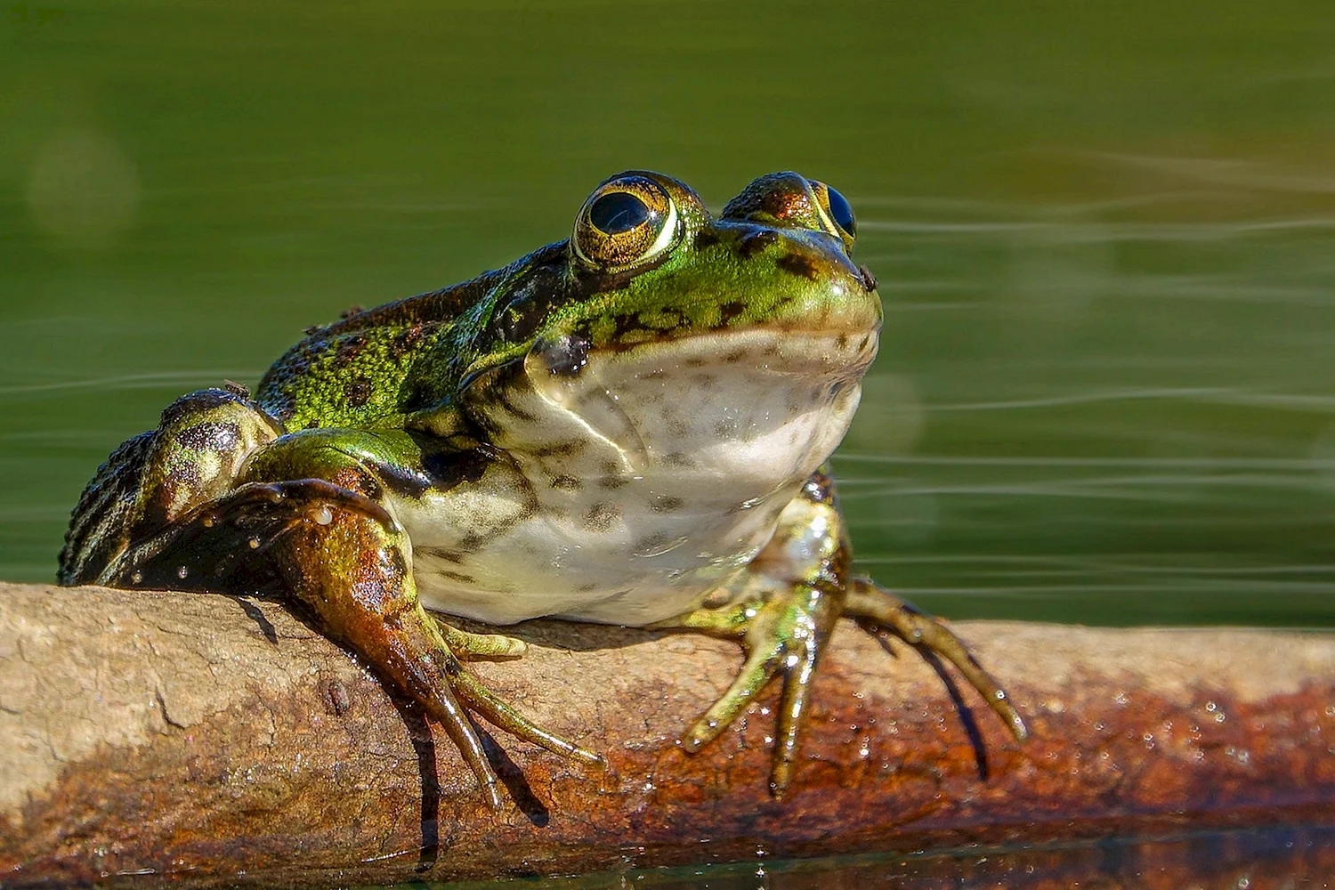 Крымская жаба