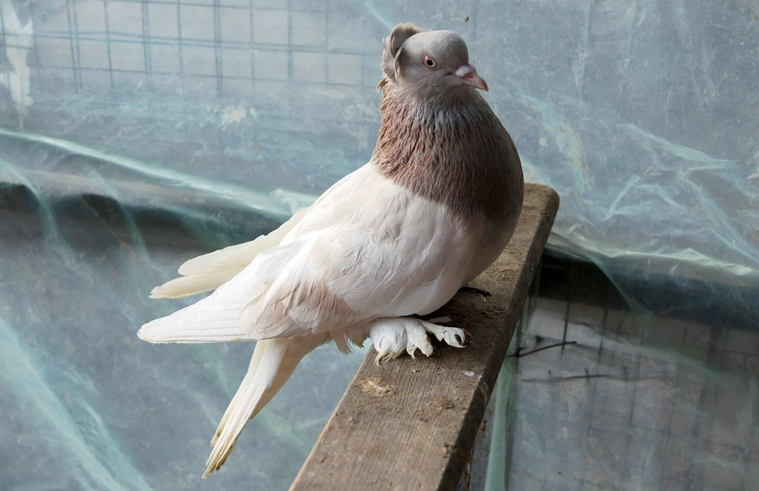 Крымские чубатые голуби